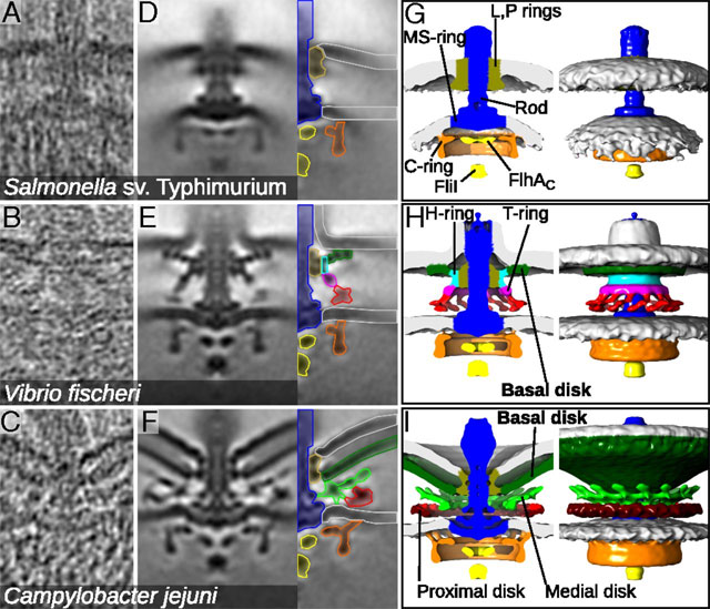 Рисунок из статьи Beeby et al. Diverse high-torque bacterial flagellar motors assemble wider stator rings using a conserved protein scaffold (PNAS, 2016) – ВМ.