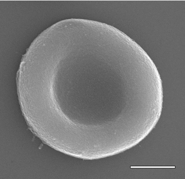Artificial red blood cells, like the one shown here, could carry oxygen, therapeutic drugs and other cargo in the bloodstream. Scale bar, 2 μm.