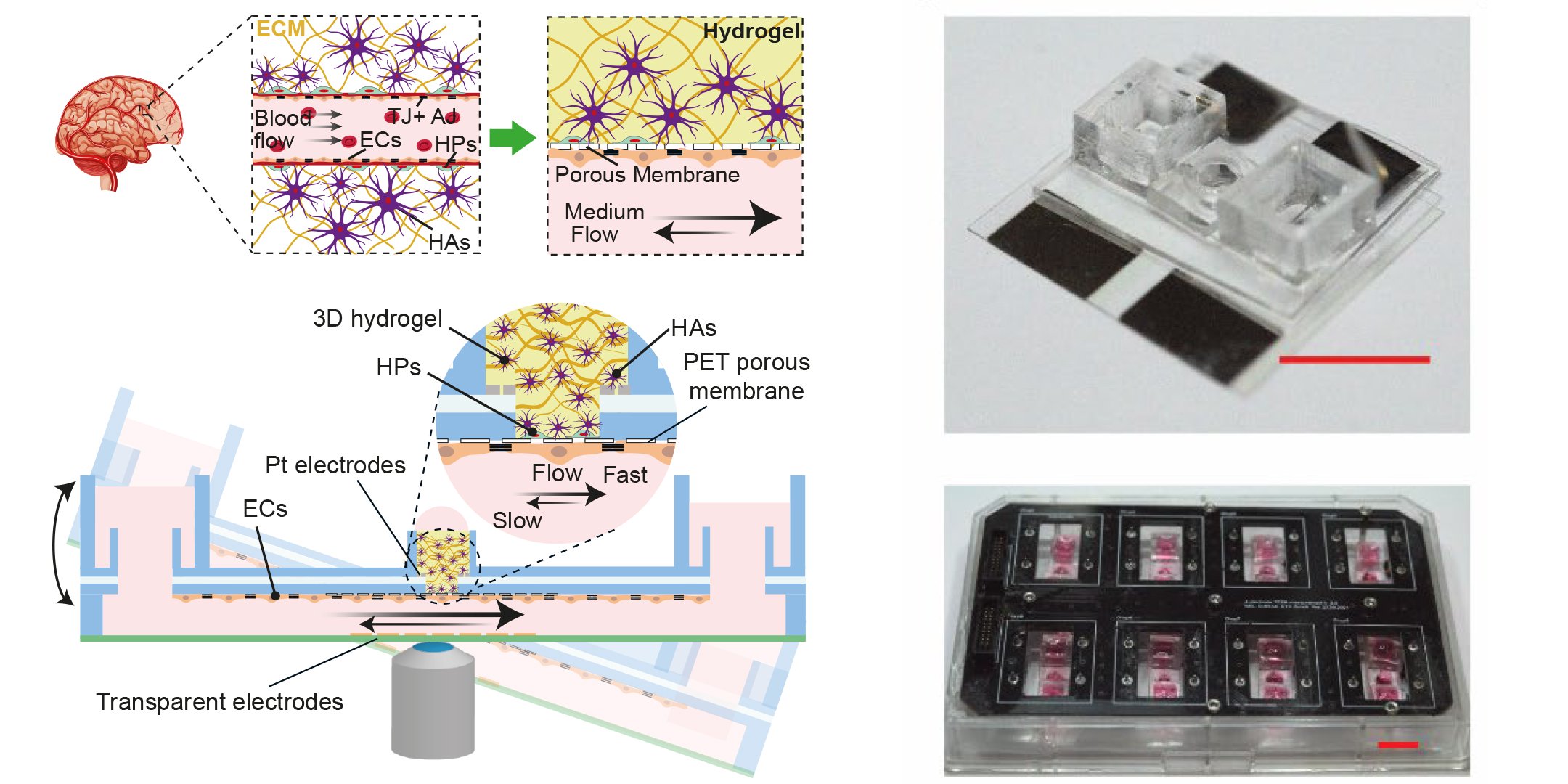 The illustration at the top left shows an in-vivo model of the blood-brain barrier, the one at the bottom left the new in-vitro model that tilts to generate liquid flow. The photos on the right show the platform on which the in-vitro model is tested. (Image: Andreas Hierlemann, Mario Modena / ETH Zurich)