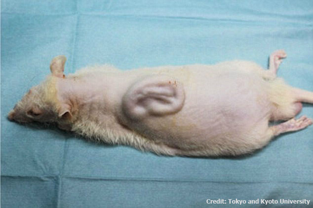 Человеческое ухо, выращенное на спине крысы Человеческое ухо, выращенное на спине крысы